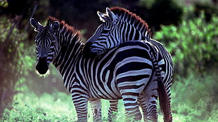photo of two zebra HD wallpaper